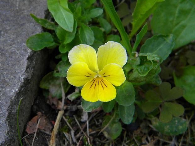 fialka Viola sp.