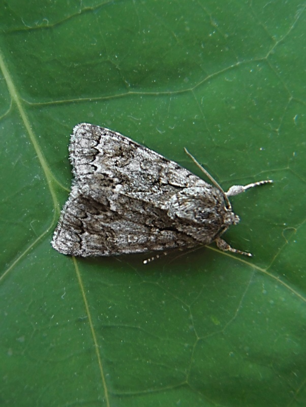 mramorovka rakytová Acronicta auricoma Denis & Schiffermüller, 1775