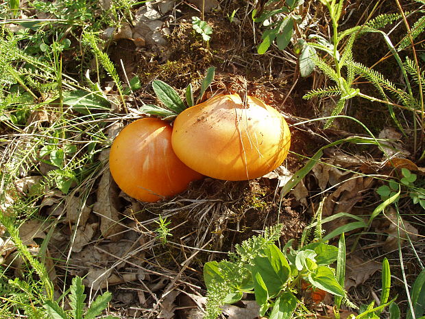 muchotrávka cisárska Amanita caesarea (Scop.) Pers.