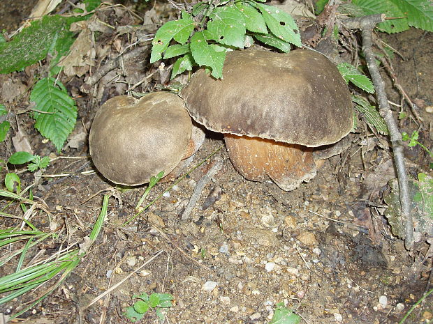 hríb bronzový Boletus aereus Bull. ex Fr.