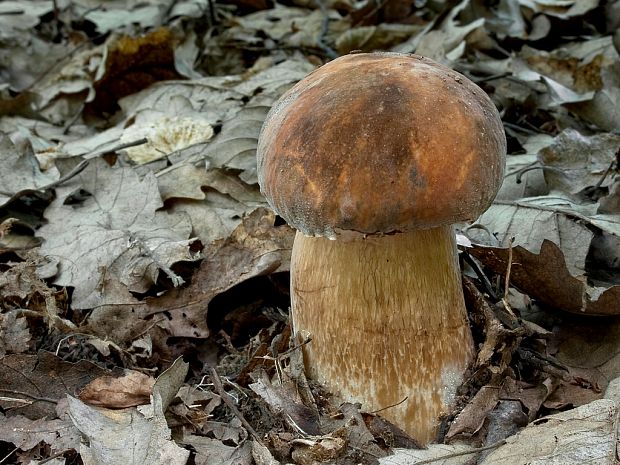 hríb bronzový Boletus aereus Bull. ex Fr.