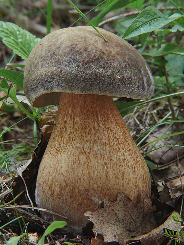 hríb bronzový Boletus aereus Bull. ex Fr.