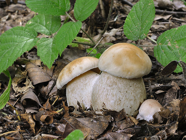 hríb smrekový Boletus edulis Bull.