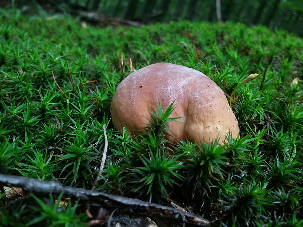 hríb smrekový Boletus edulis Bull.