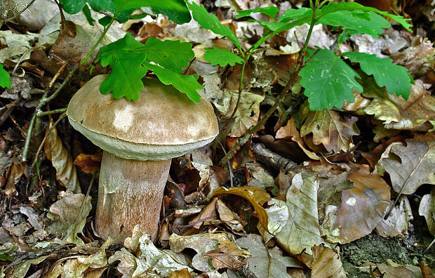 hríb dubový Boletus reticulatus Schaeff.