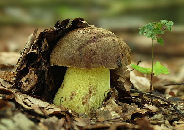 hríb príveskatý Butyriboletus appendiculatus (Schaeff. ex Fr.) Secr.