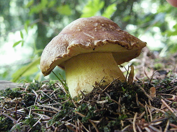 hríb horský Butyriboletus subappendiculatus (Dermek, Lazebn. & J. Veselský) D. Arora & J.L. Frank