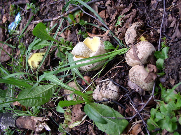 hríb horký Caloboletus radicans (Pers.) Vizzini