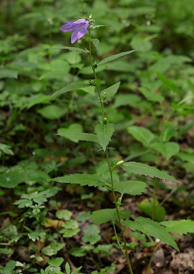 zvonček pŕhľavolistý Campanula trachelium L.