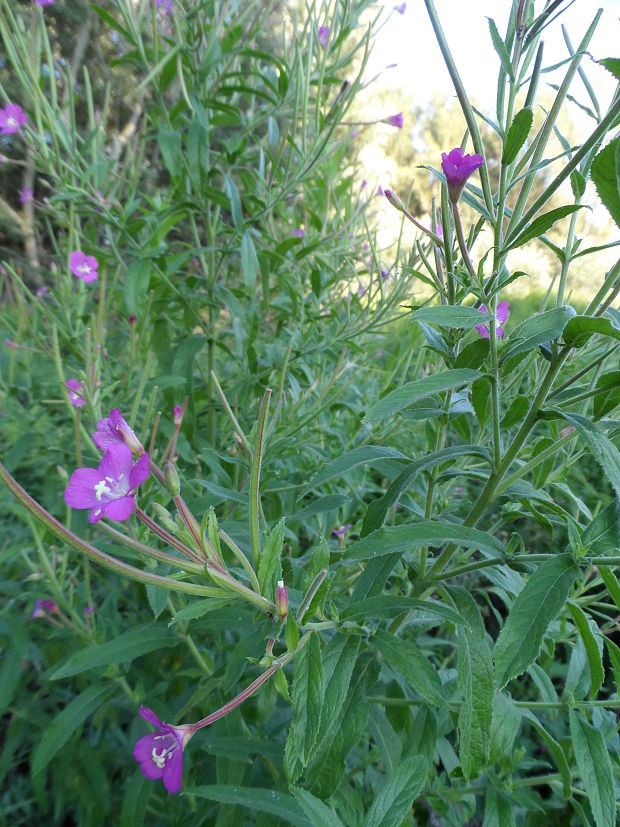 vŕbovka chlpatá Epilobium hirsutum L.