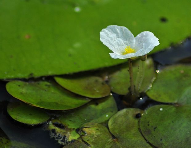 vodnianka žabia Hydrocharis morsus-ranae L.