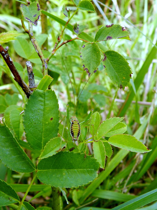 kobylka bielopása Leptophyes albovittata