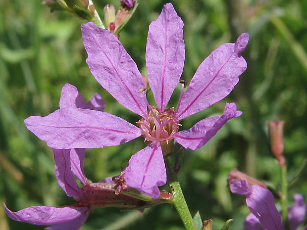 vrbica prútnatá Lythrum virgatum L.