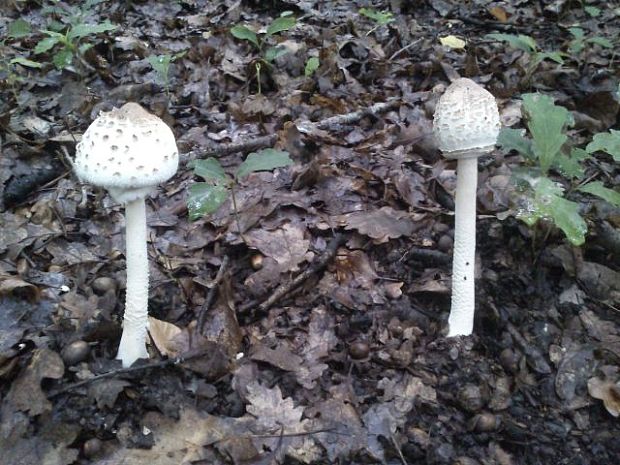 bedľa vysoká Macrolepiota procera (Scop.) Singer