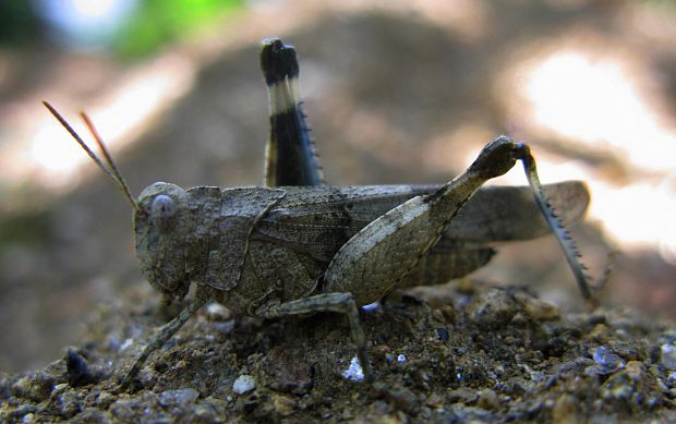 koník modrokrídly Oedipoda caerulescens