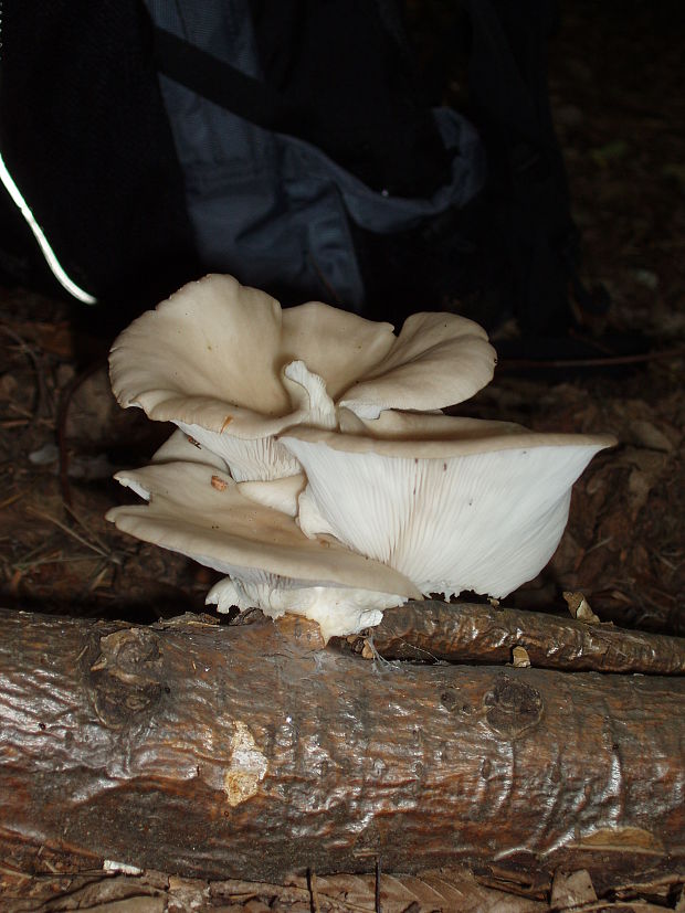 hliva buková Pleurotus pulmonarius (Fr.) Quél.