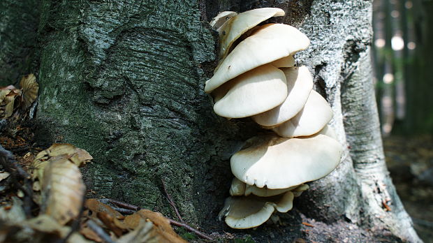 hliva buková Pleurotus pulmonarius (Fr.) Quél.