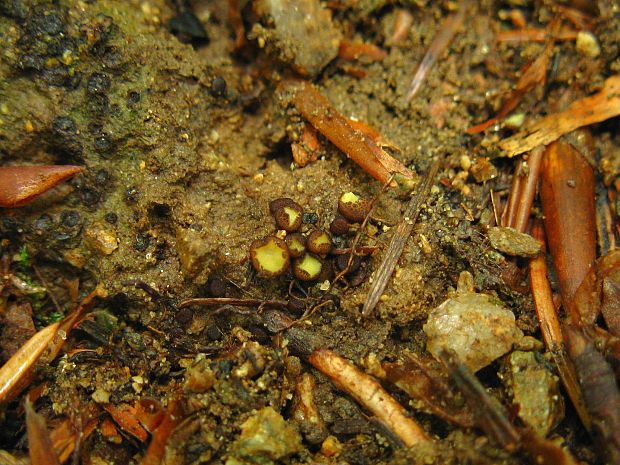 šošovka žltá Podophacidium xanthomelum (Pers.) Kavina