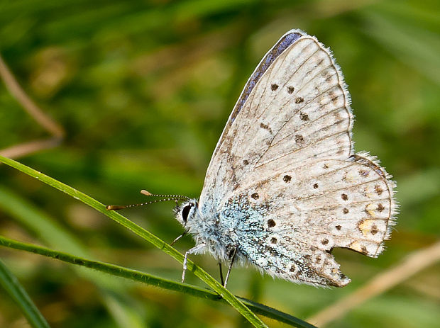 modráčik obyčajný Polyommatus icarus