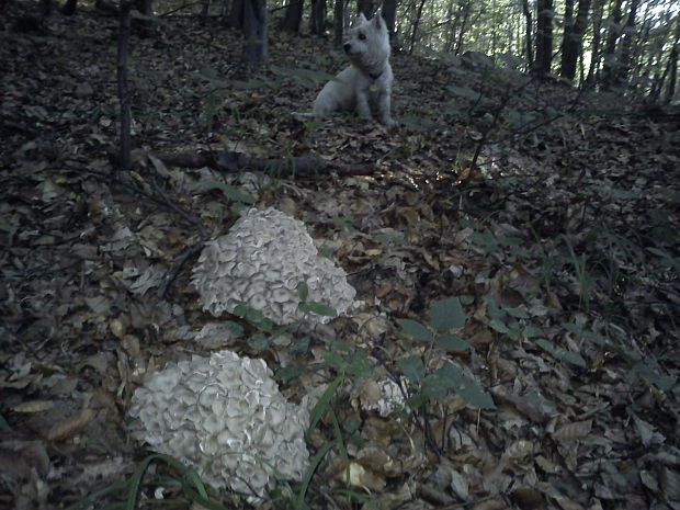 trúdnik klobúčkatý Polyporus umbellatus (Pers.) Fr.