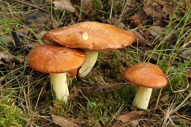 masliak zrnitý Suillus granulatus (L.) Roussel