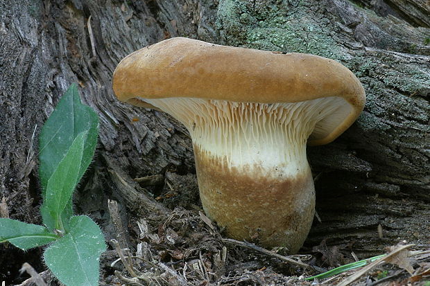 čechračka tmavohlúbiková Tapinella atrotomentosa (Batsch) Šutara