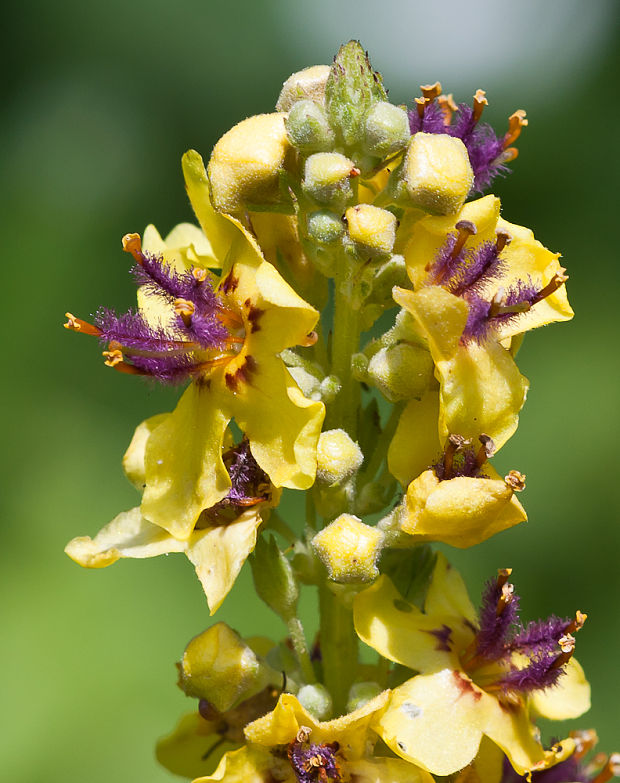 divozel čierny Verbascum nigrum L.