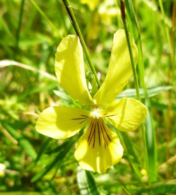 fialka žltá sudetská Viola lutea subsp. sudetica (Willd.) Nyman