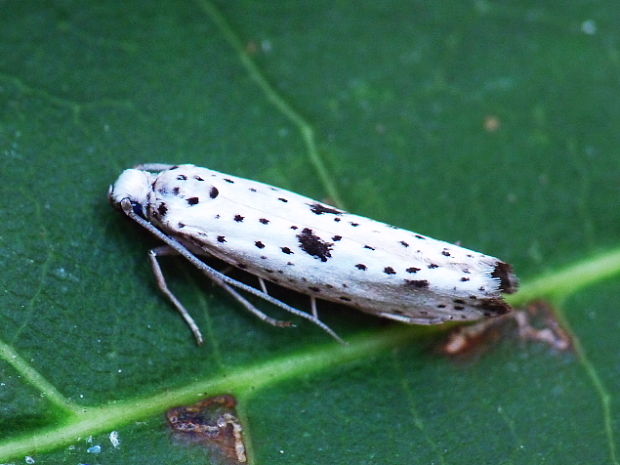 priadzovec bršlenový Yponomeuta plumbella