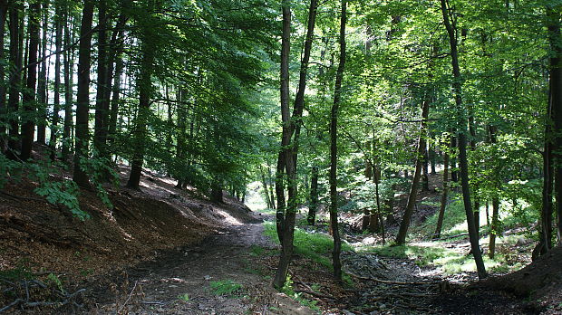 Lesný chodníček v Zlatne