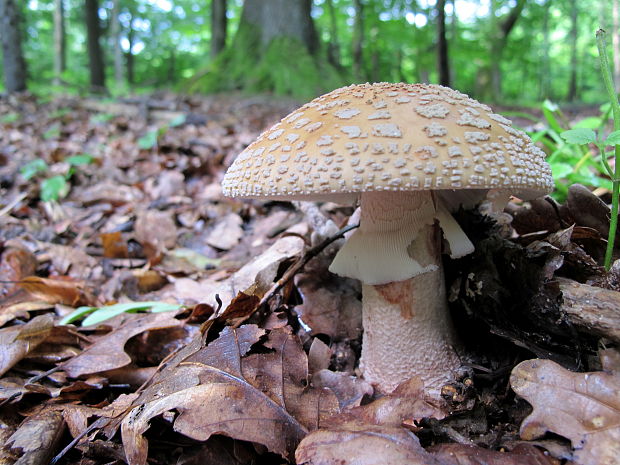 muchotrávka červenkastá Amanita rubescens Pers.