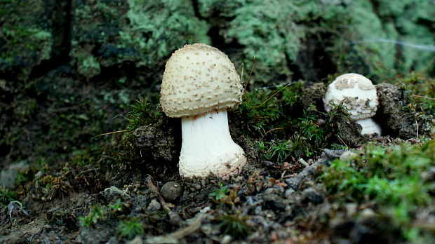 muchotrávka červenkastá Amanita rubescens Pers.