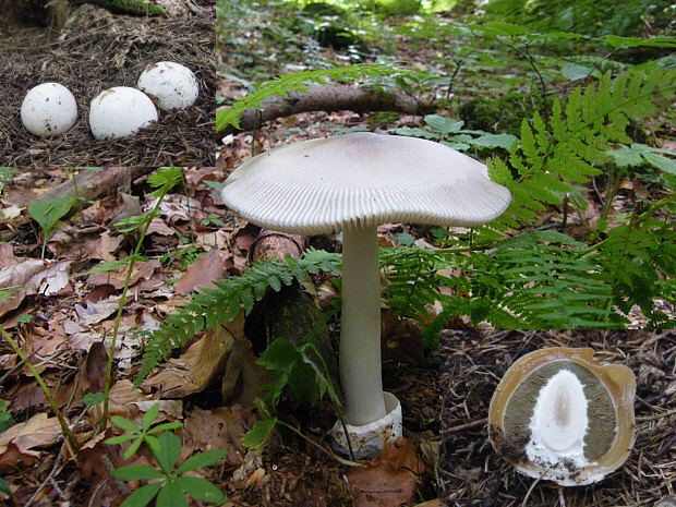 muchotrávka pošvatá Amanita vaginata (Bull.) Lam.