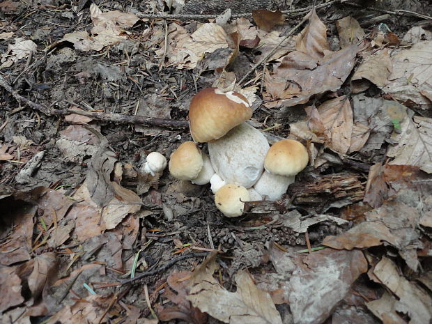 hríb smrekový Boletus edulis Bull.