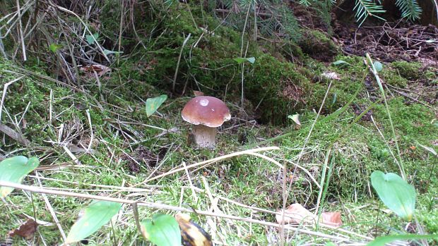 hríb smrekový Boletus edulis Bull.