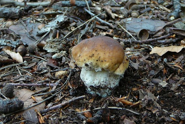 hríb smrekový Boletus edulis Bull.