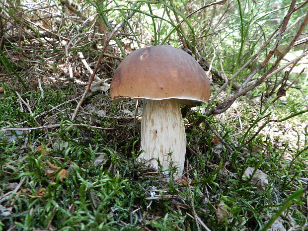 hríb smrekový Boletus edulis Bull.