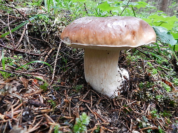 hríb smrekový Boletus edulis Bull.