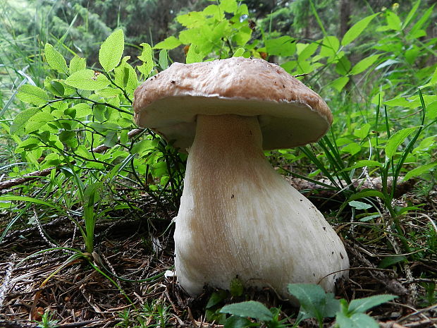 hríb smrekový Boletus edulis Bull.