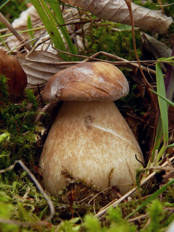 hríb dubový Boletus reticulatus Schaeff.