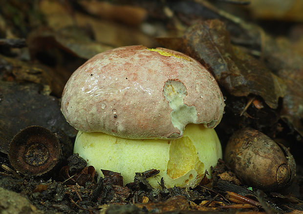 hríb kráľovský Butyriboletus regius (Krombh.) D. Arora & J.L. Frank