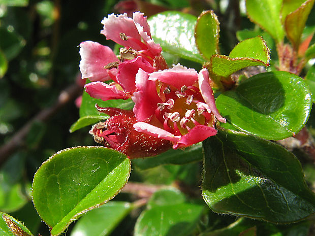 skalník rozprestretý Cotoneaster horizontalis Decne.