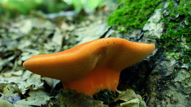 pečeňovec dubový Fistulina hepatica (Schaeff.) With.