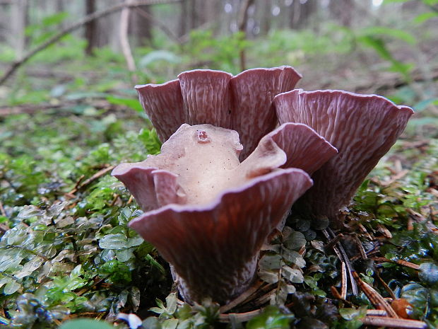 lievikovec kyjakovitý Gomphus clavatus (Pers.) Gray