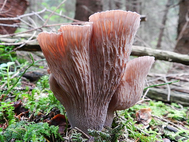 lievikovec kyjakovitý Gomphus clavatus (Pers.) Gray