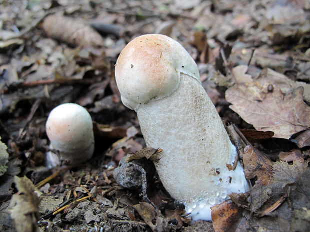 kozák osikový Leccinum albostipitatum den Bakker & Noordel.