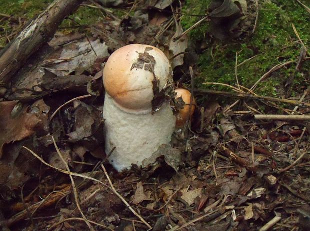 kozák osikový Leccinum albostipitatum den Bakker & Noordel.