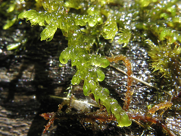 kosierik Palustriella falcata (Brid.) Hedenäs