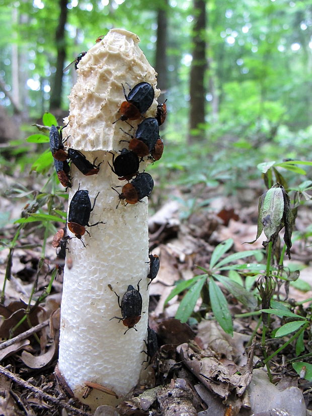 hadovka smradľavá Phallus impudicus L.