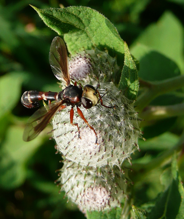 okanka Physocephala chrysorrhoea Meigen, 1824